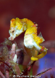 Sea horse pontoi
Manado
Nikon D200 , 105 micro, twin st... by Marchione Giacomo 